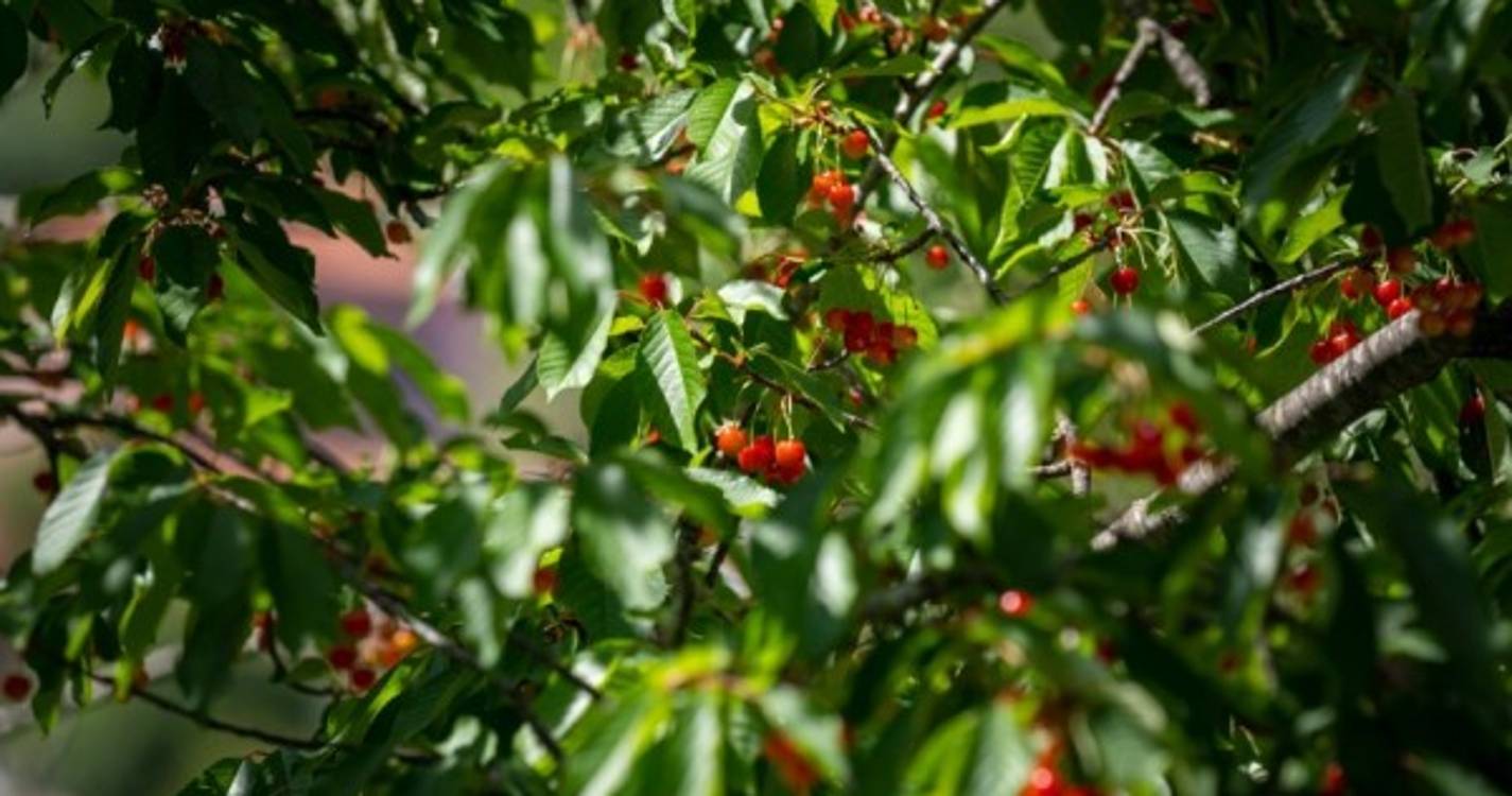Governo manda avaliar prejuízos na produção de cereja