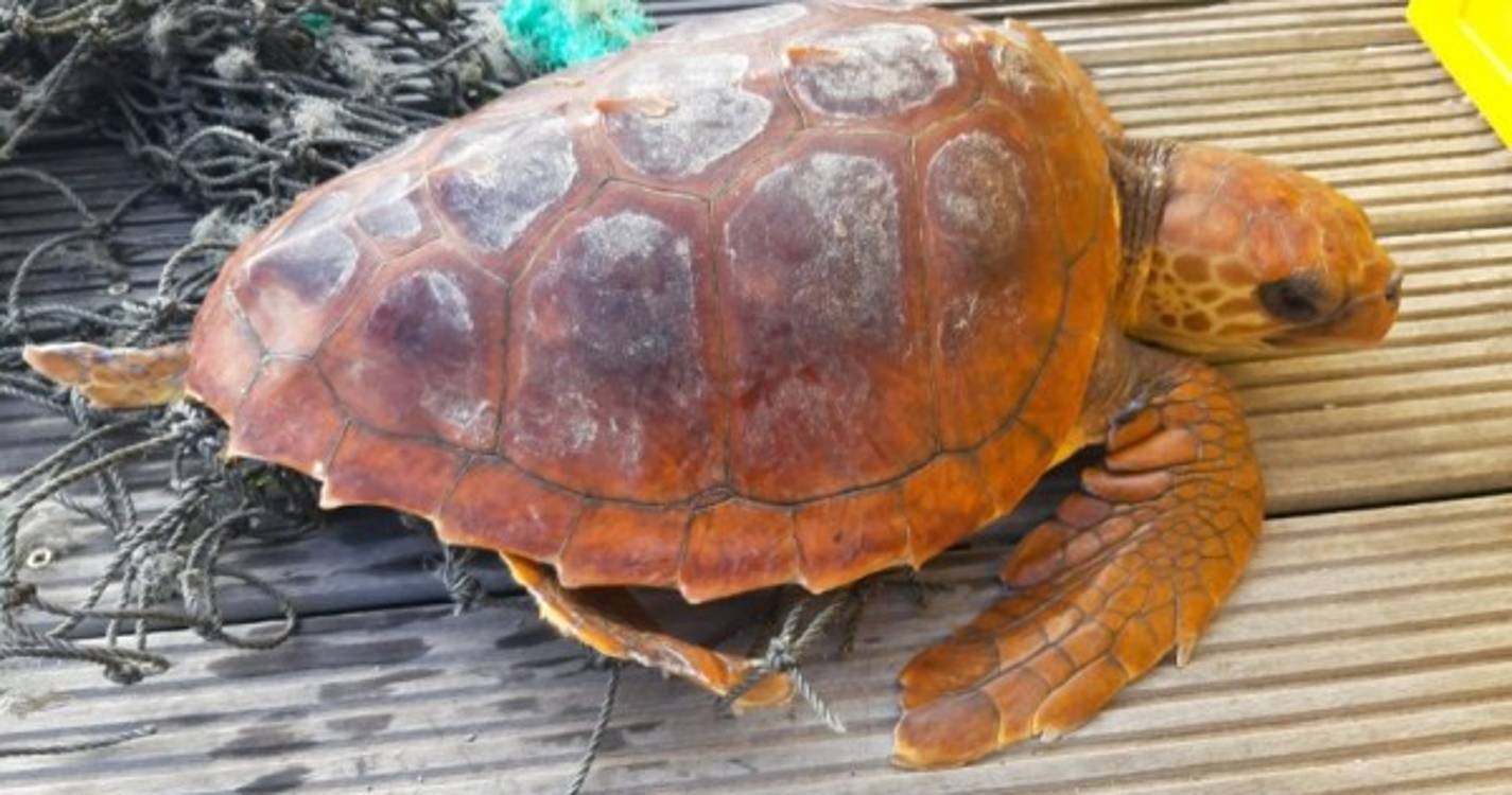 Tartaruga marinha foi salva no Caniçal