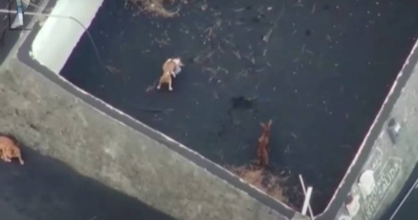 Grupo misterioso resgatou cães que estavam encurralados em La Palma