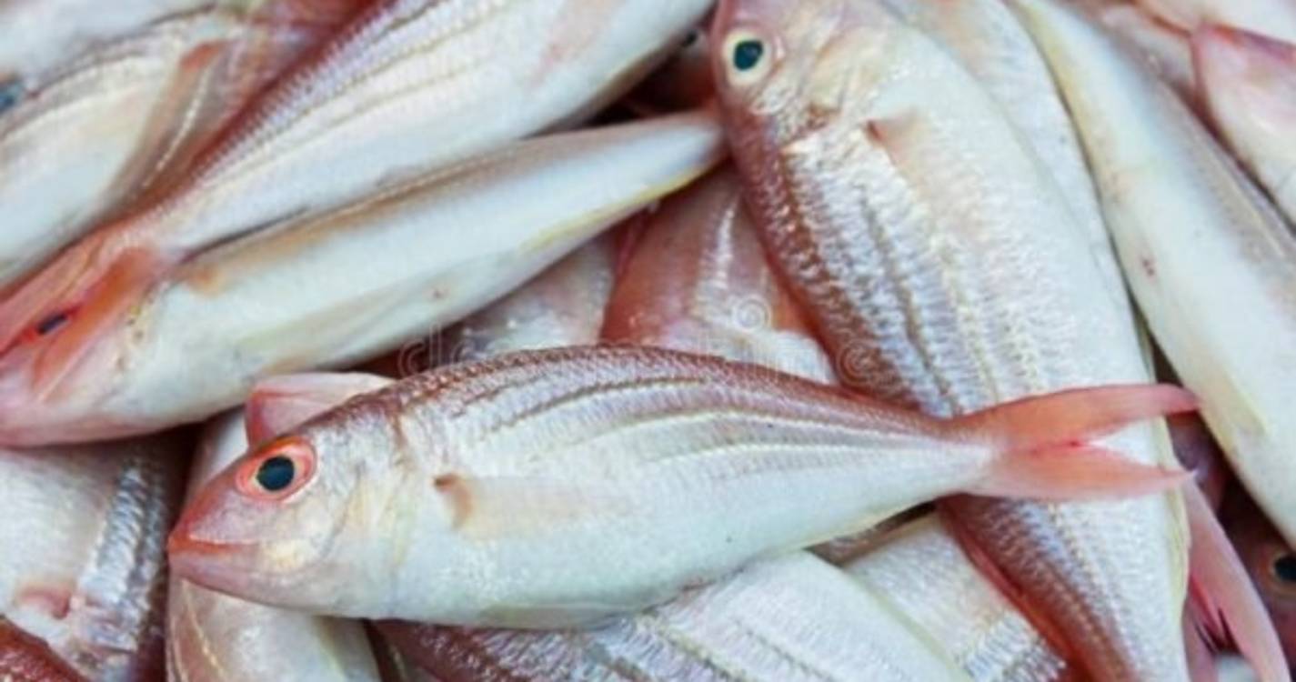 Pesca de goraz proibida a partir de quinta-feira