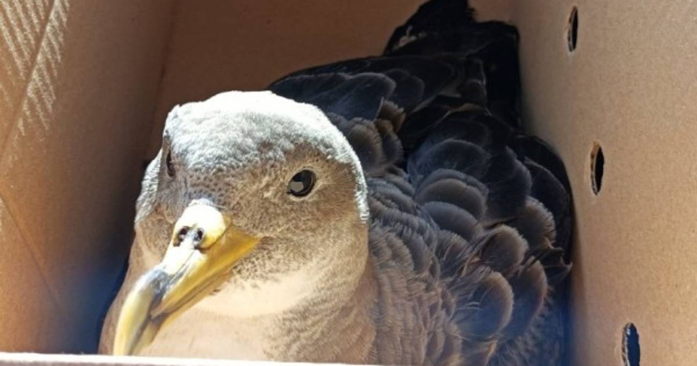 Mil candeeiros de rua vão apagar-se na Madeira para salvar aves marinhas