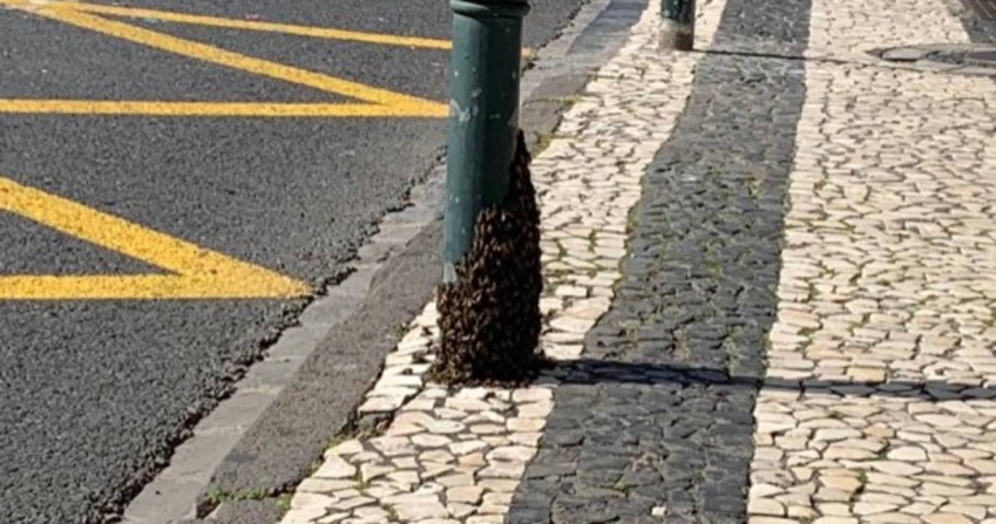 Rua 31 de Janeiro encerrada parcialmente devido a enxame de abelhas (com fotos)