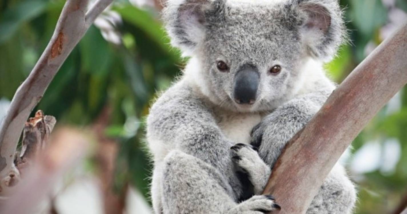 Austrália classifica coalas de espécie ameaçada