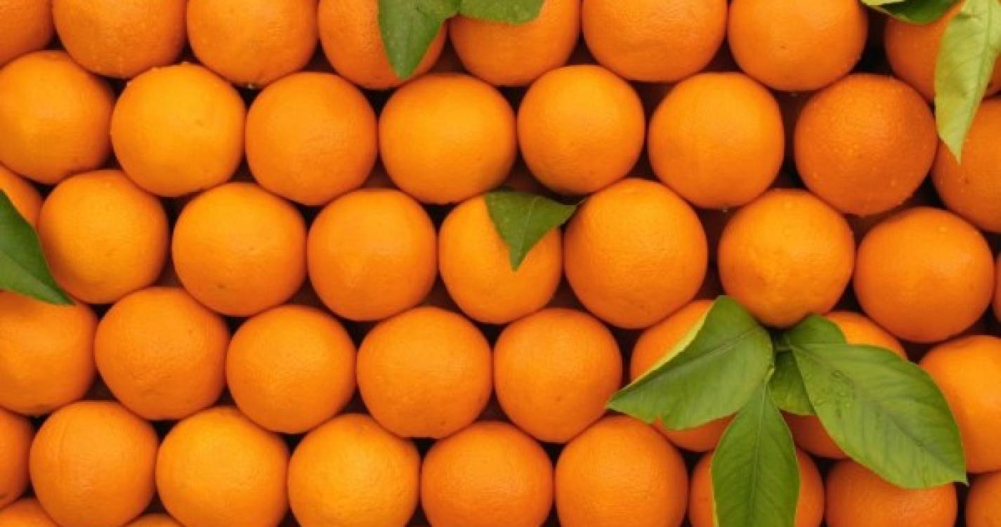 Produtores de citrinos da África do Sul queixam-se de novas restrições da UE