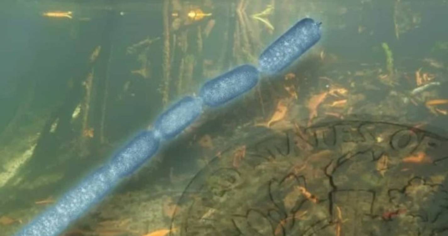 Descoberta a maior bactéria do mundo em pântano nas Caraíbas