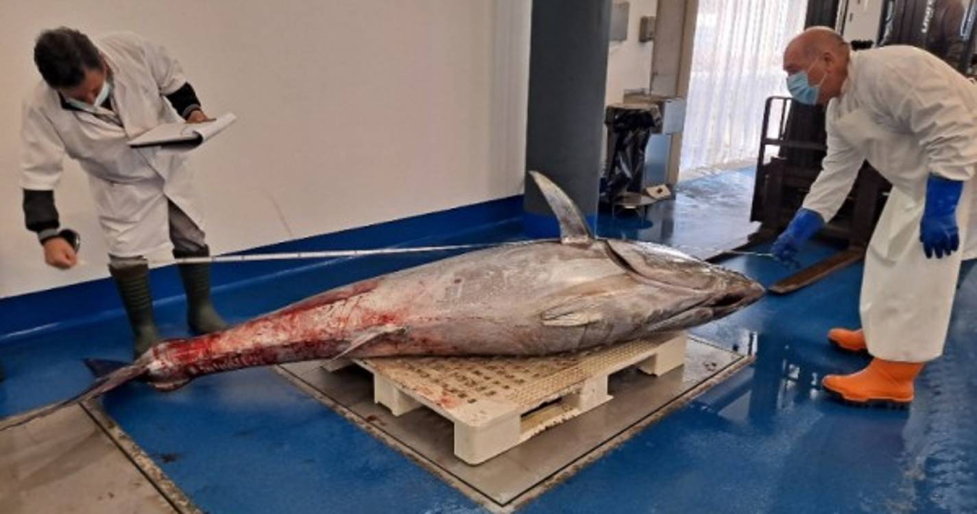 Pesca do atum patudo interdita a partir de hoje