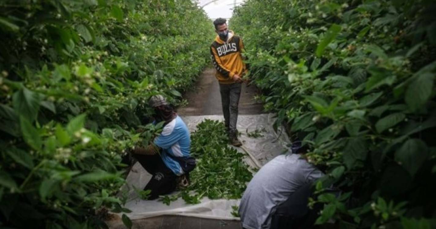 Associação Solidariedade Imigrante diz que pouco ou nada mudou em Odemira