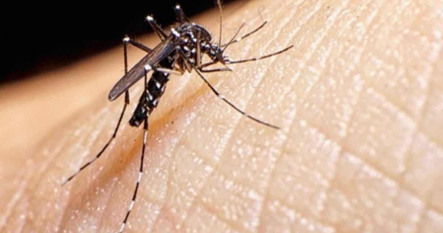 Ex-aluna da UMinho cria pulseira que "engana" mosquitos e previne picadas