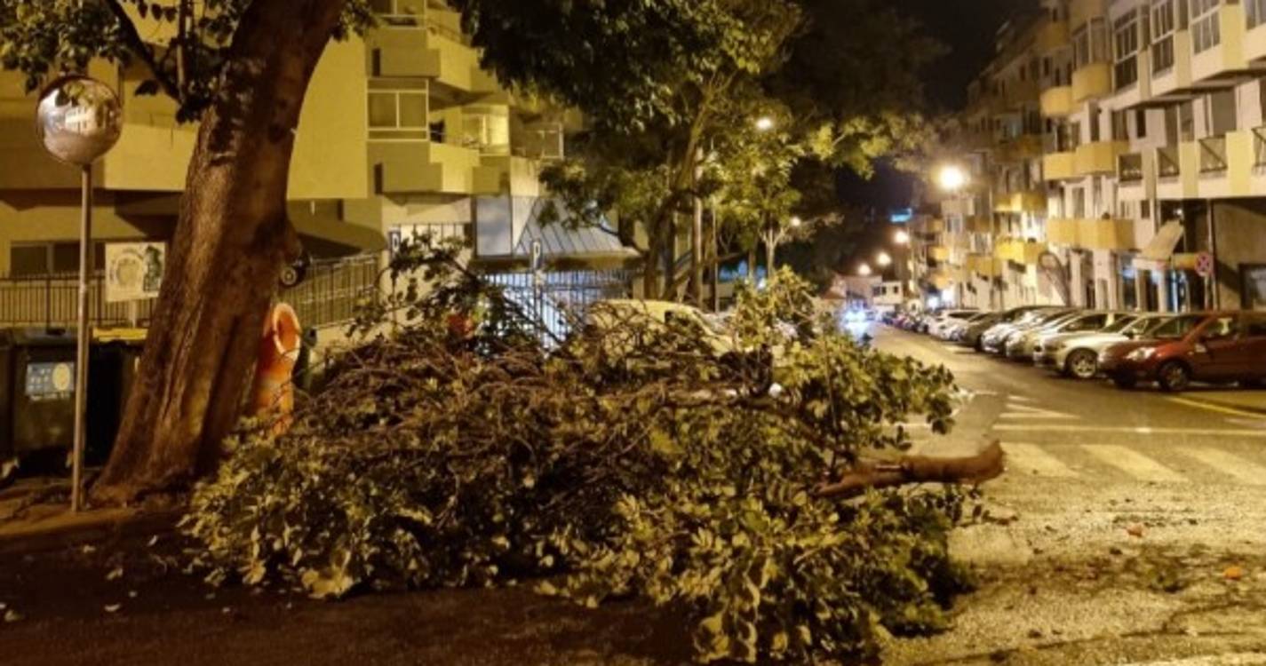 Queda de um ramo de árvore condiciona trânsito na Quinta Deão