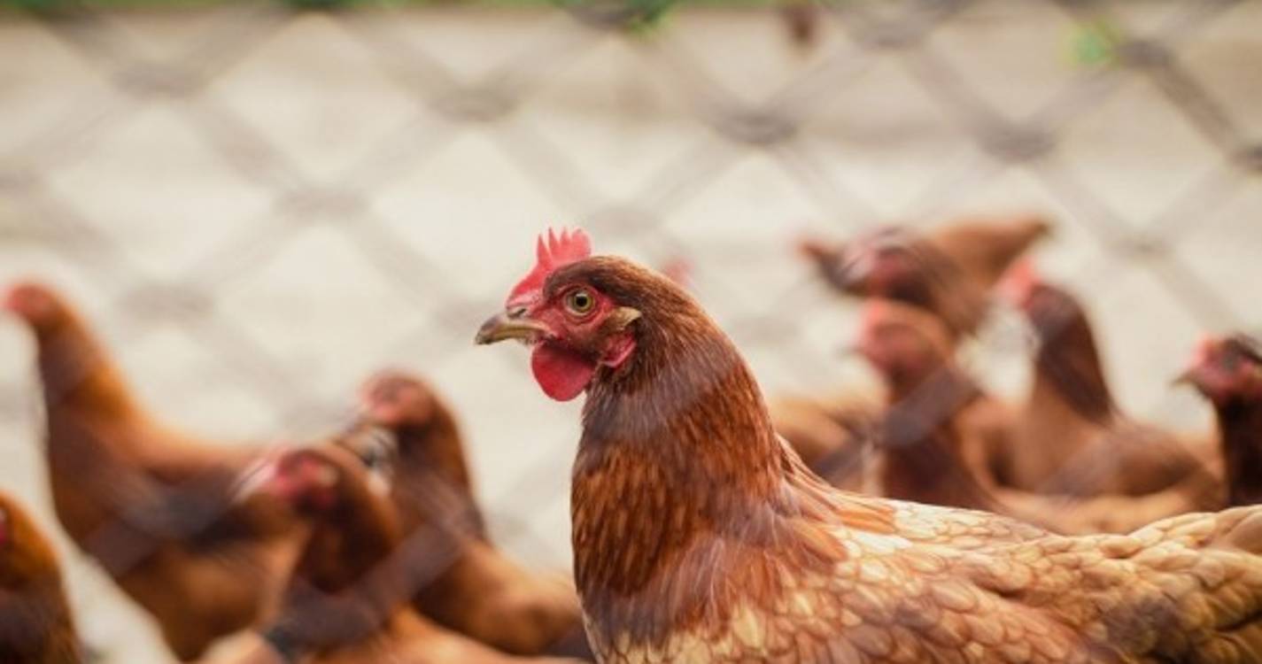 Portugal tem 15 focos de gripe das aves detetados