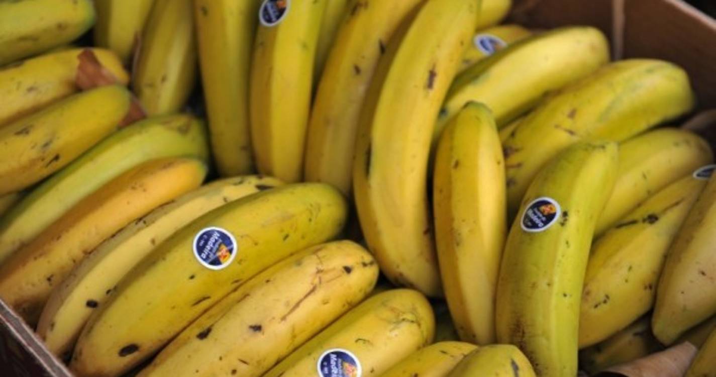Produção de banana e cana-de-açúcar na Madeira regista aumentos de 12,6% e 9,2% no ano passado