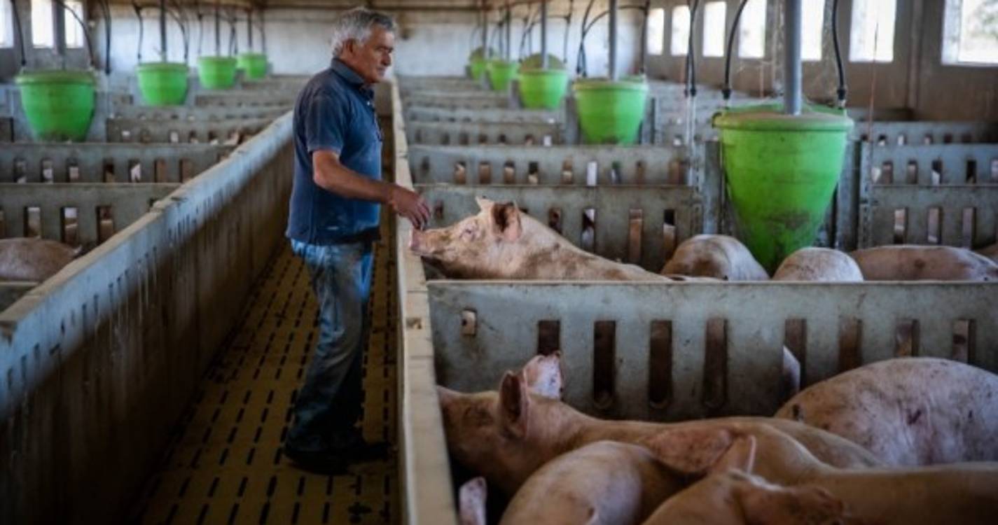 Seca: Suinicultores prepararam medidas para sustentabilidade ambiental e social