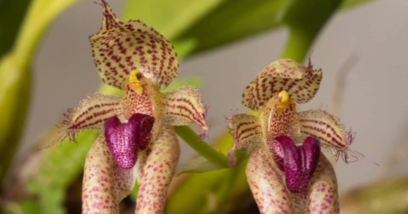 Nova orquídea batizada em honra do Município de Câmara de Lobos