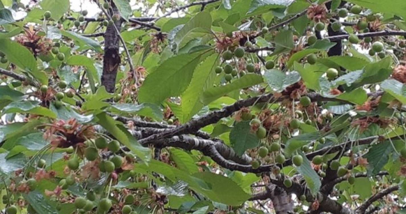 Agricultura vai avaliar prejuízos nas cerejeiras