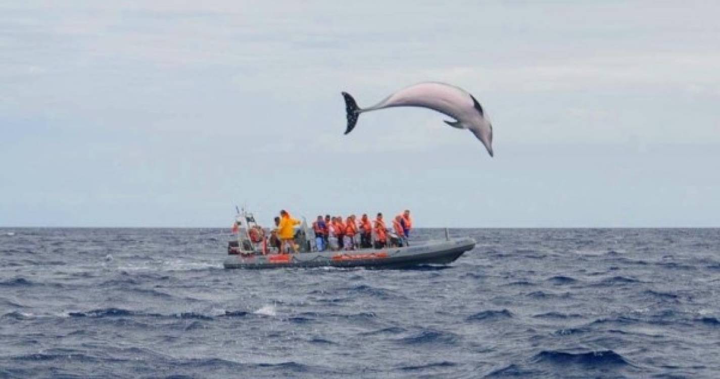 Salto de golfinho surpreende espetadores na Madeira (com fotos)