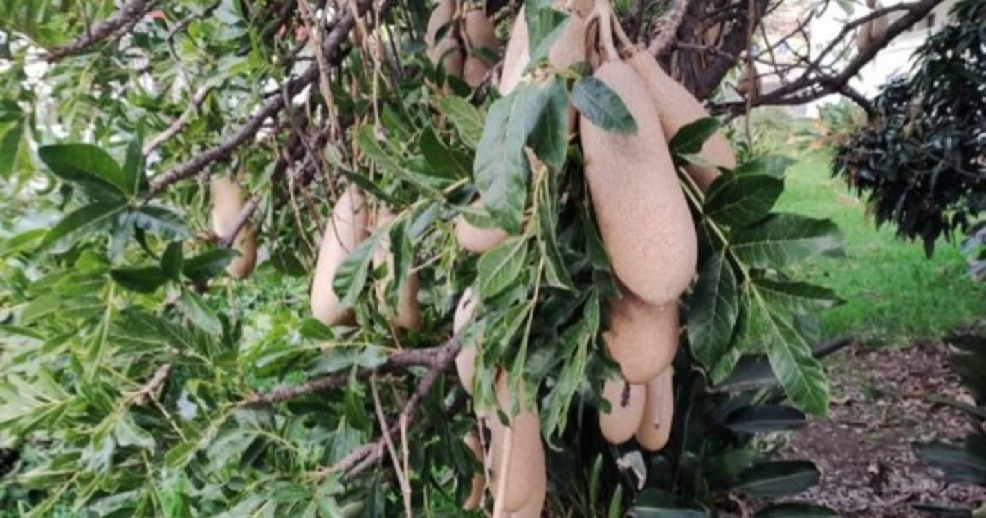 PS protesta contra abate de árvore rara na Ribeira Brava