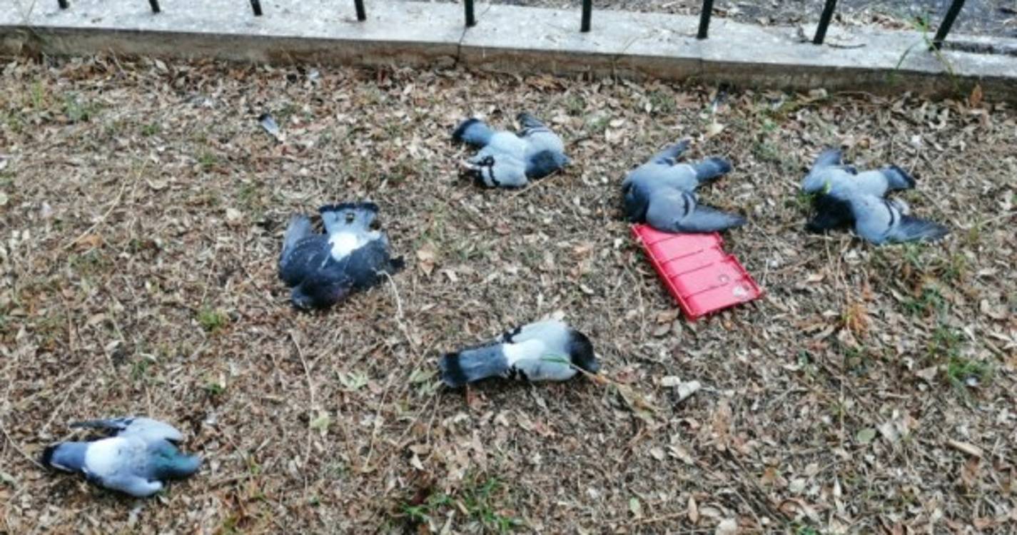 Pombos mortos na Nazaré deixa moradores revoltados (com fotos)