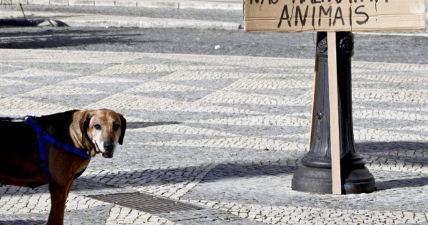 Manifestação pela criminalização dos maus-tratos a animais acontece hoje