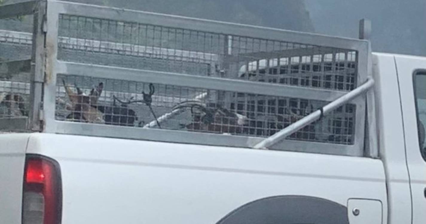 PAN Madeira exige investigação ao abate de 11 cabras no Curral das Freiras