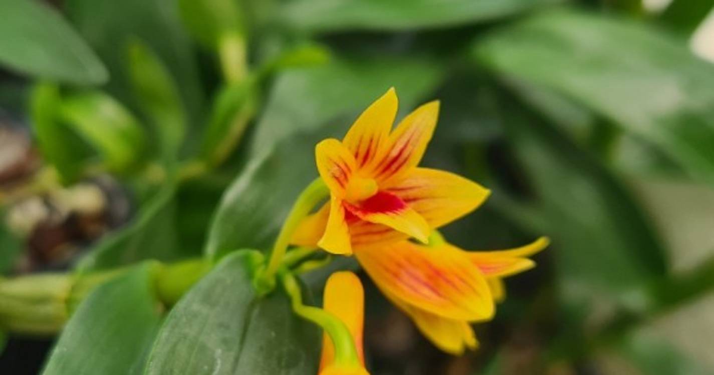 Funchal tem nome eternizado numa orquídea