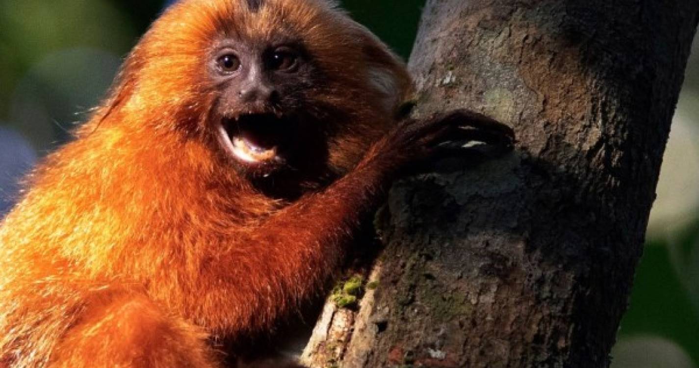 Monkeypox: OMS lamenta ataques contra primatas no Brasil