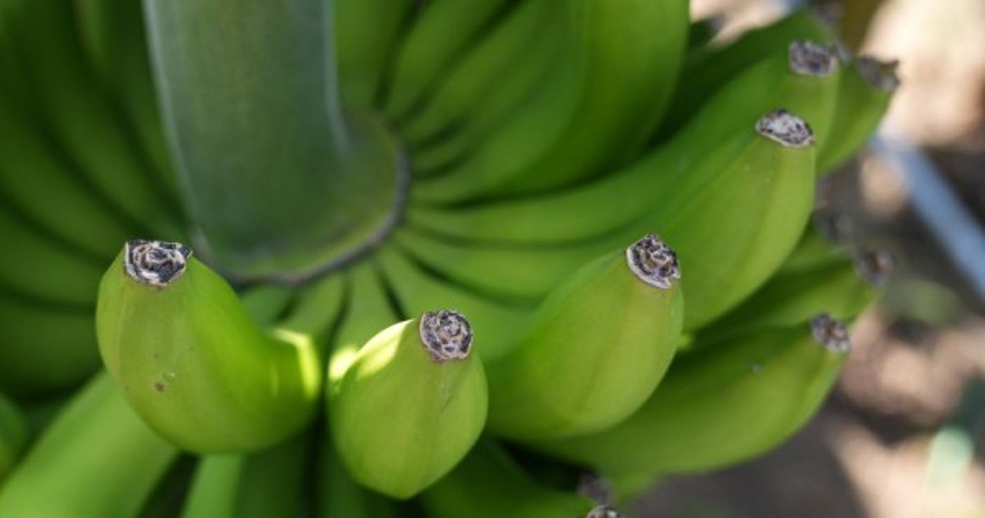 Comercialização de banana aumentou 6,5% nos primeiros meses de 2023