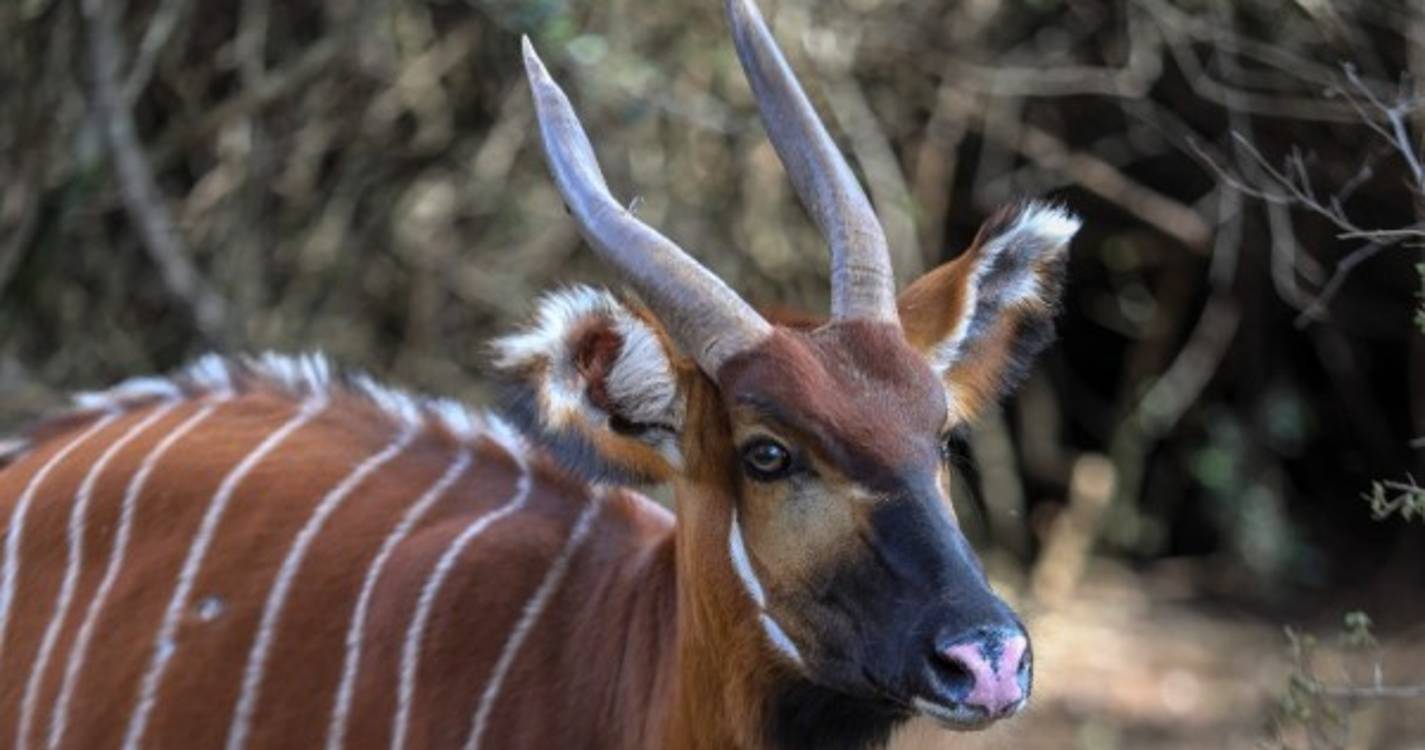 Bongos de montanha regressam ao habitat natural no Quénia