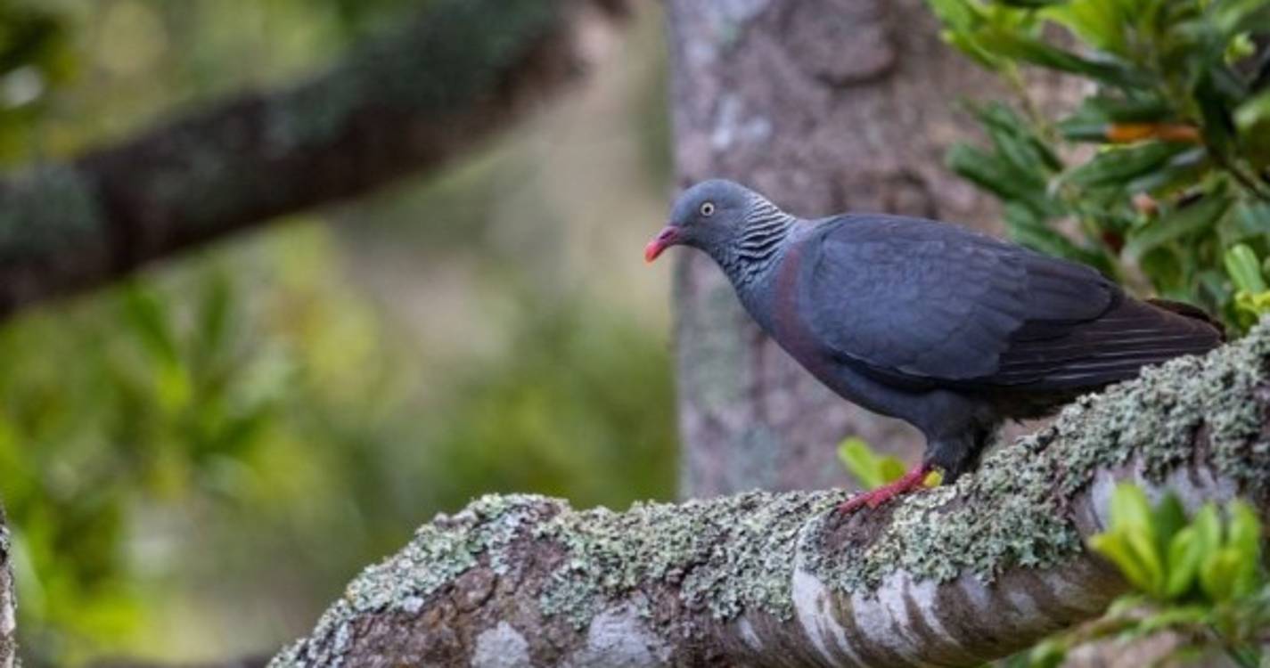 Ambientalistas queixam-se a Bruxelas contestando abate de pombo-da-madeira
