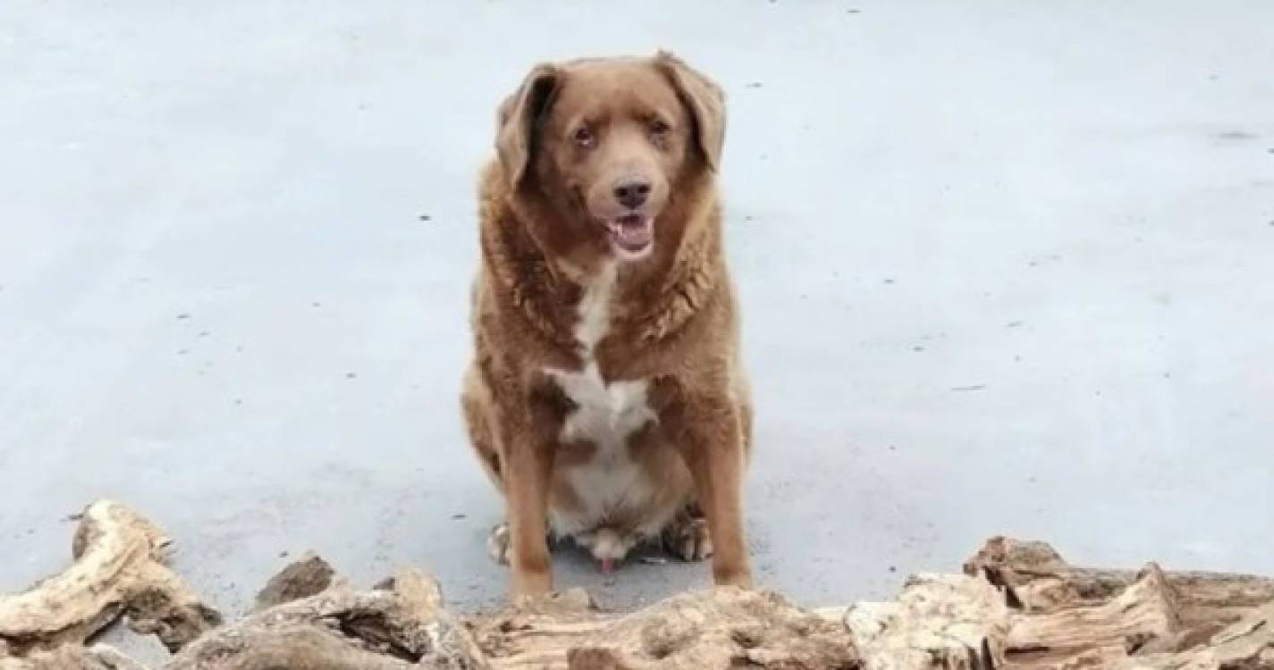 Morreu aos 31 anos Bobi, o cão português que era o mais velho do mundo