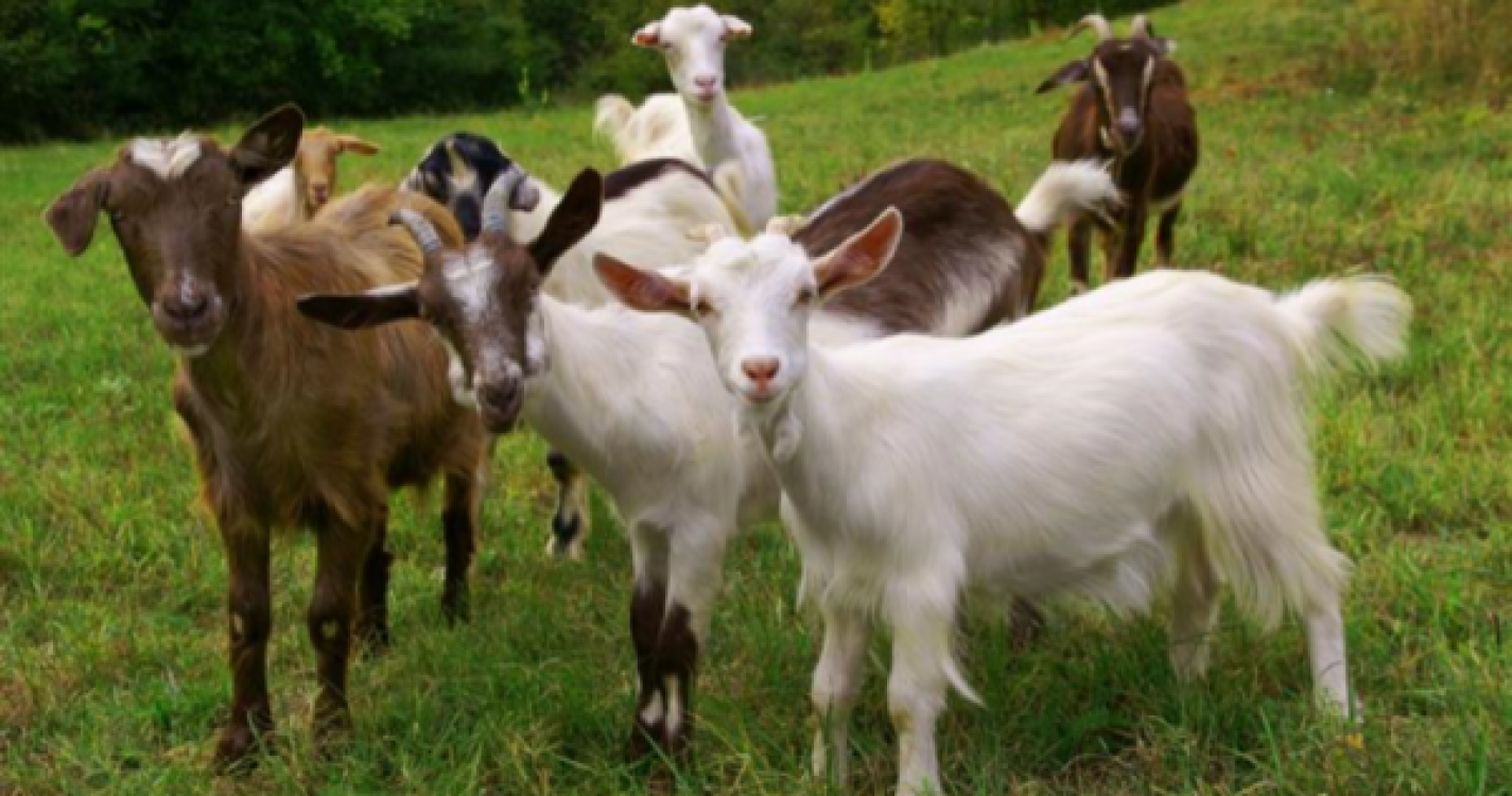 Veterinários angariam 6.244 euros para apoiar pastor que perdeu 68 cabras