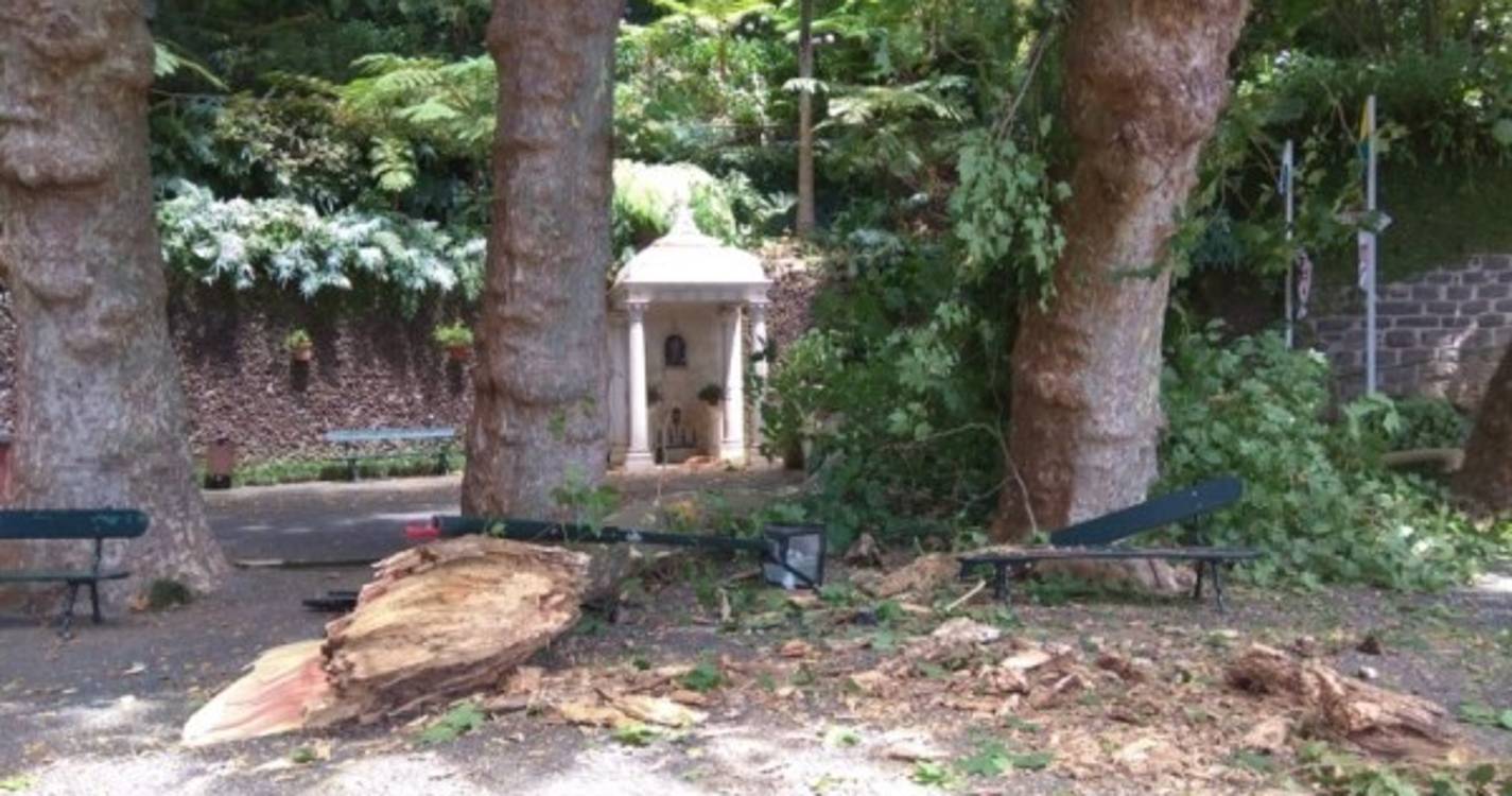 PAN compreende que árvores do Largo da Fonte sejam abatidas