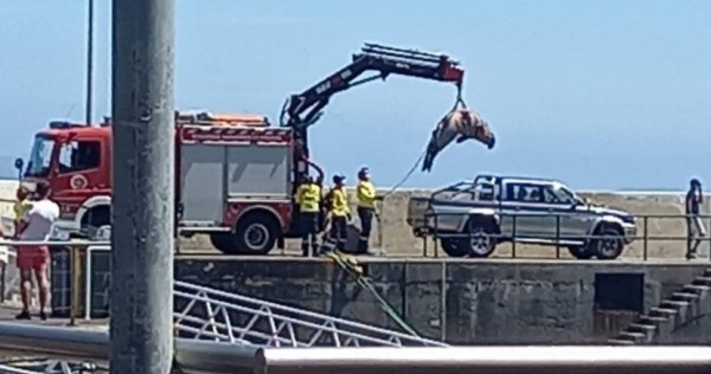 Morte de lobo marinho nas Ilhas Desertas foi de causas naturais