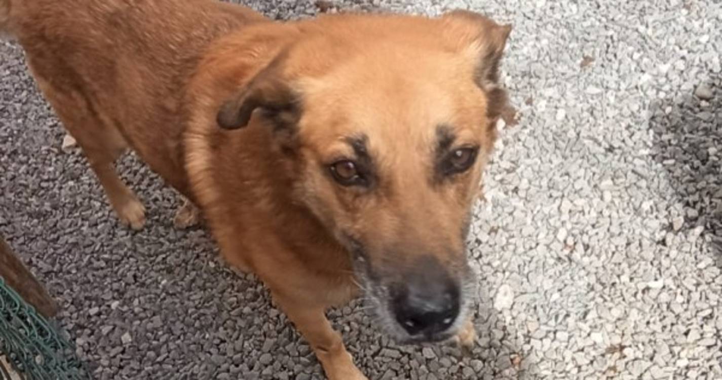 Cão desaparecido na zona da Central da Serra de Água preocupa donos