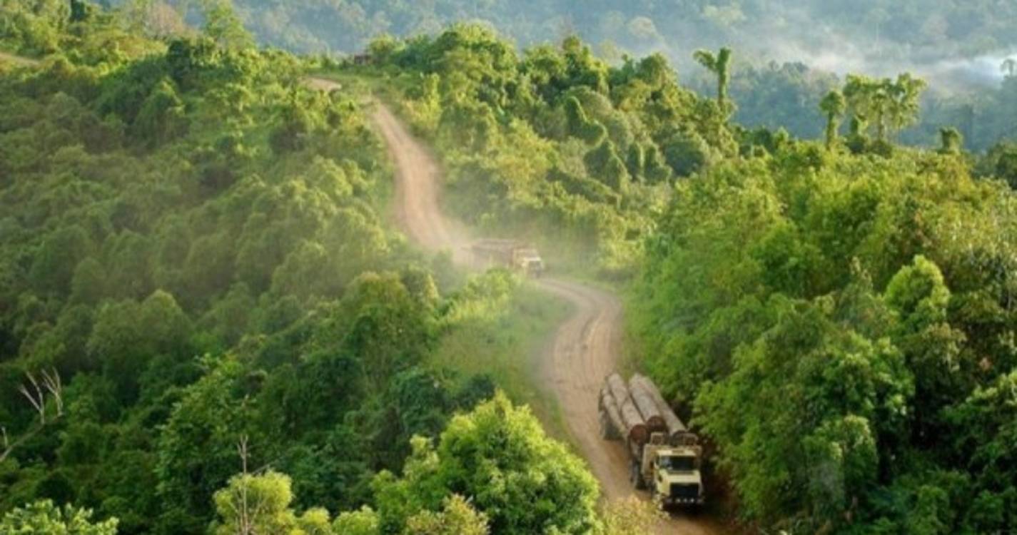 Desflorestação na bacia do Congo aumentou 5% em 2021