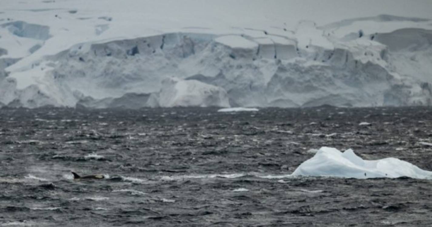 Degelo marinho está a matar crias de pinguins-imperadores