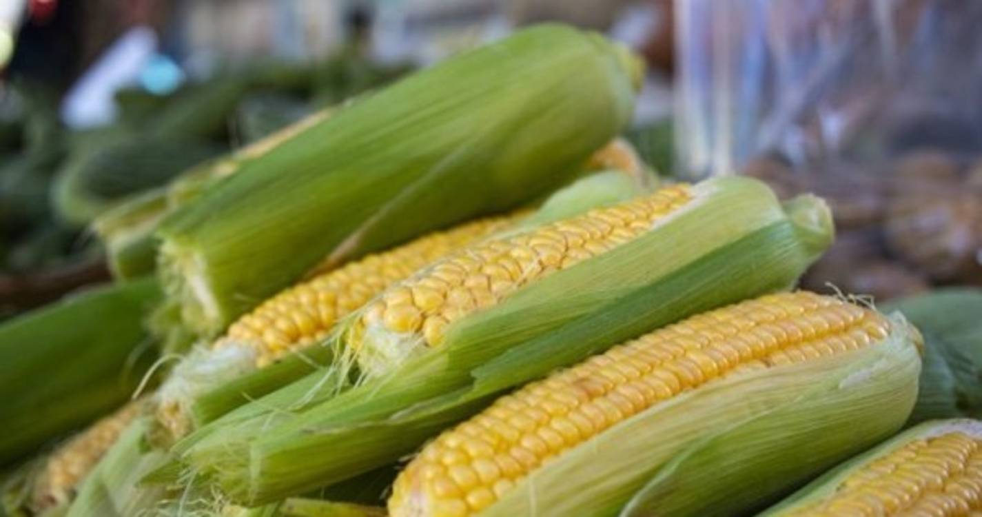 Casa do Povo de Santana promove atividade para desfolha e esbanga de milho