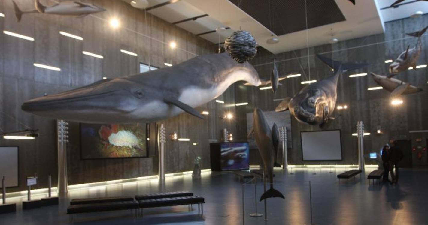 Madeira Whale Fest regressa para celebrar os cetáceos da Região