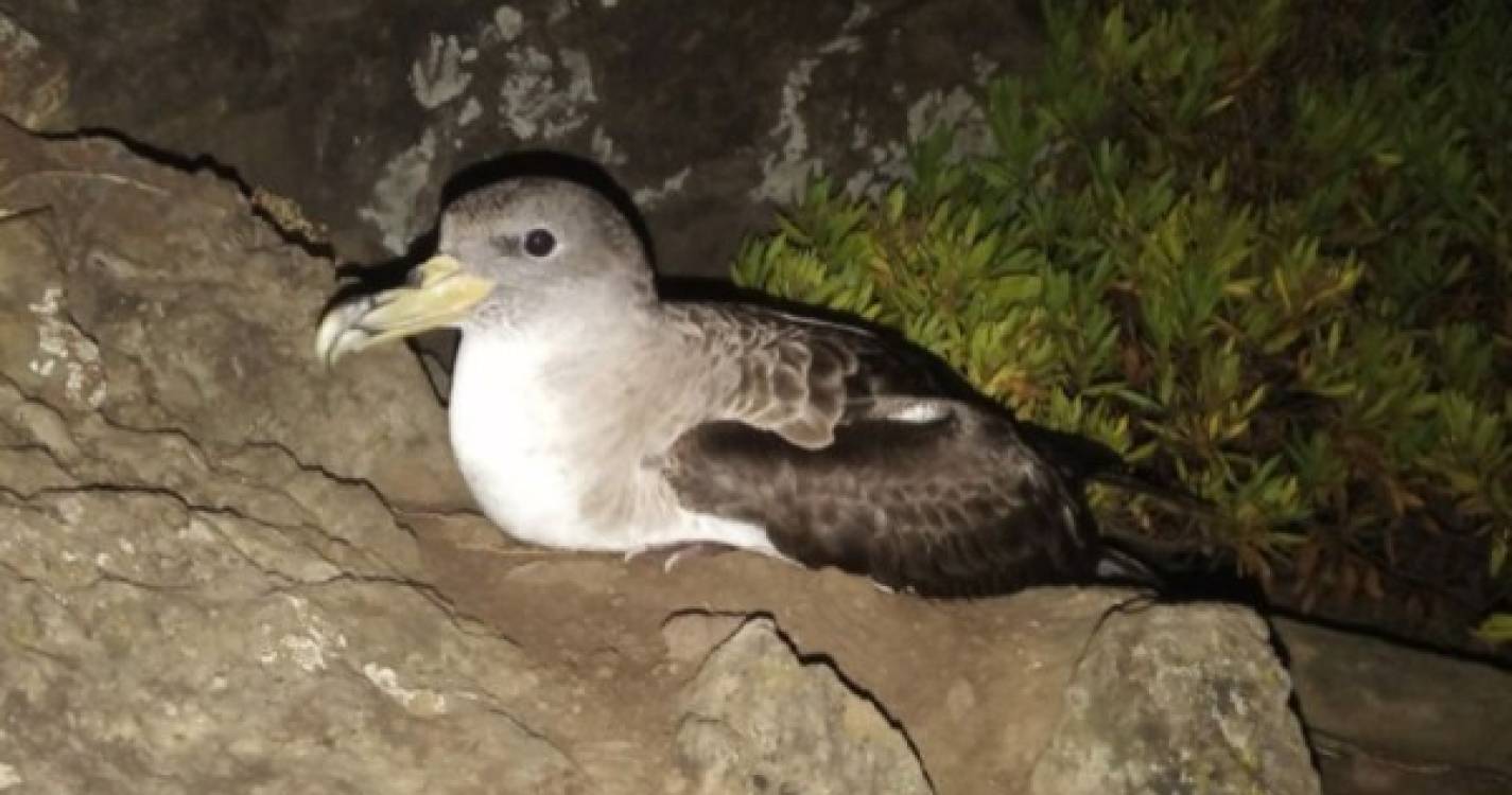 SPEA pede ajuda dos madeirenses na conservação das aves marinhas