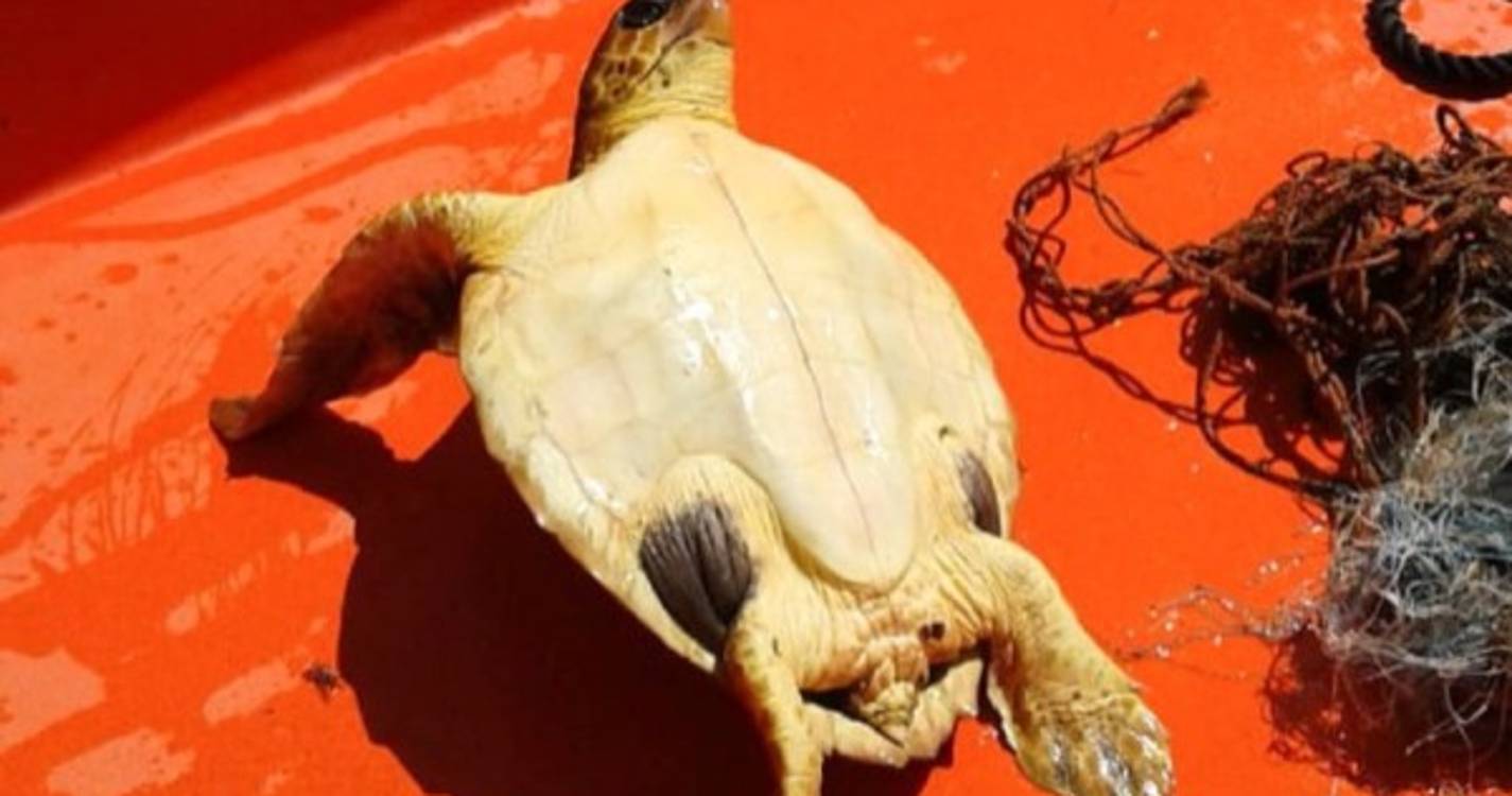 Tartaruga devolvida ao mar em Câmara de Lobos