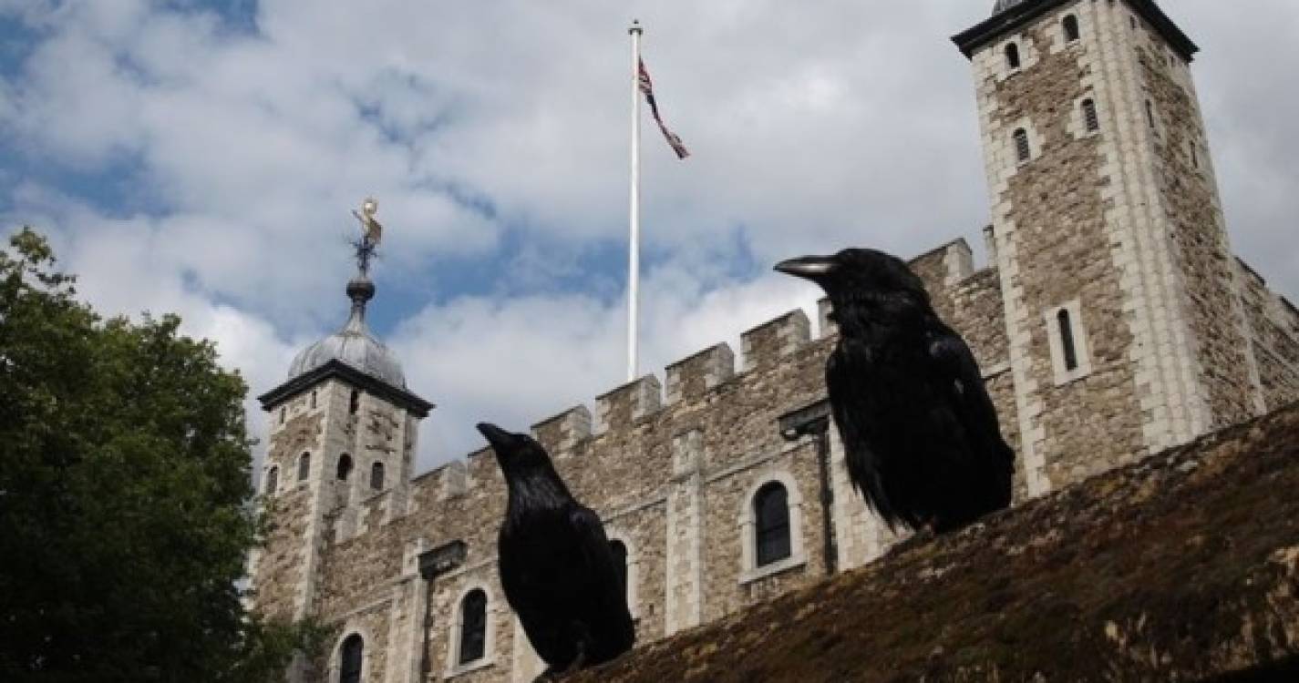 Superstições: Ausência de um corvo alimenta lenda do fim do império britânico