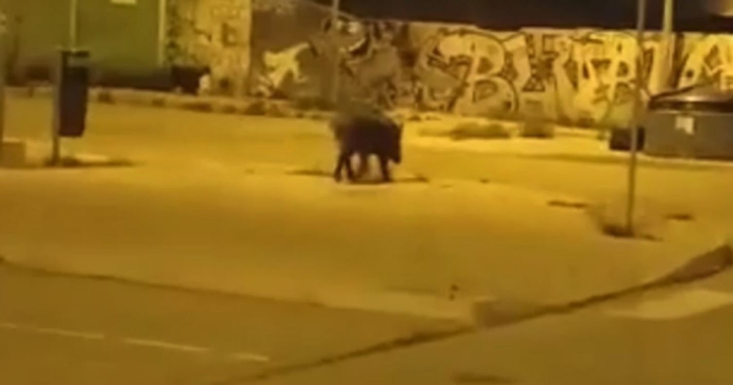 Abatido javali que circulava no centro de Olhão