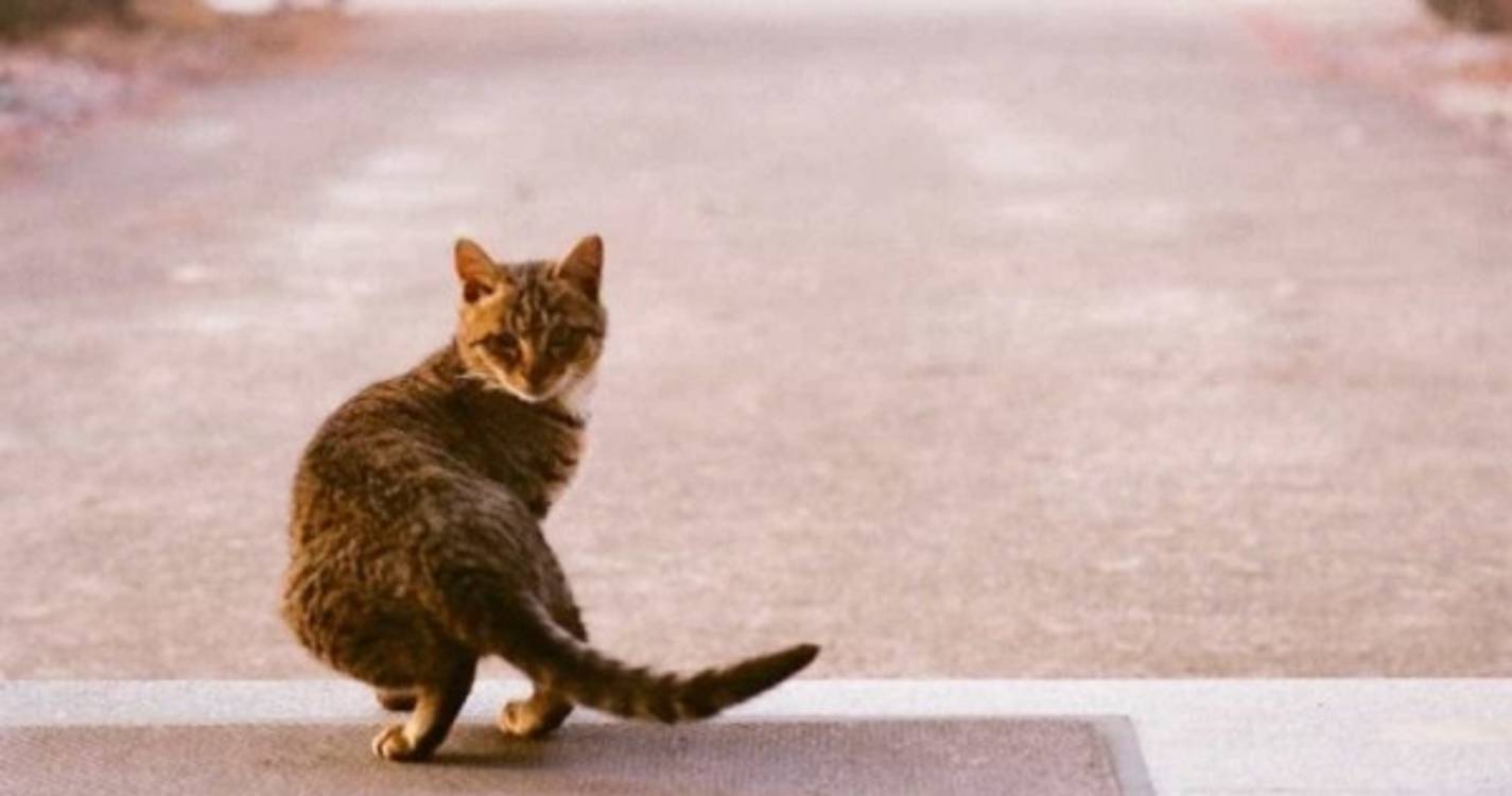 Polícia resgata quase 150 gatos destinados ao consumo humano na China