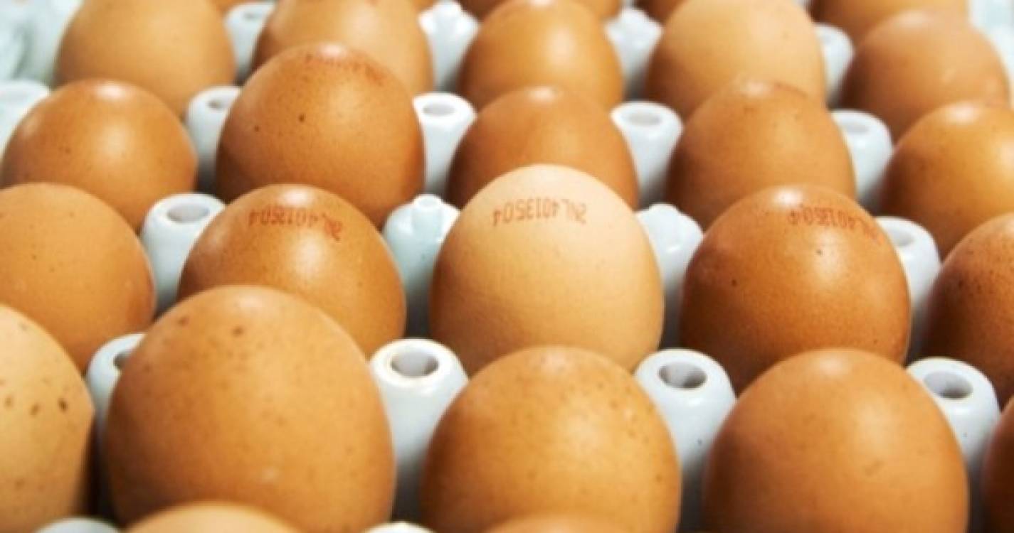 Preço dos ovos dispara 30% na UE em janeiro com Portugal a registar aumento de 46%