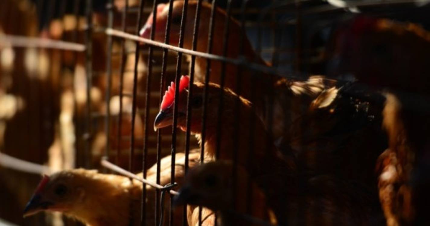 Detetado novo foco de gripe das aves em Portugal