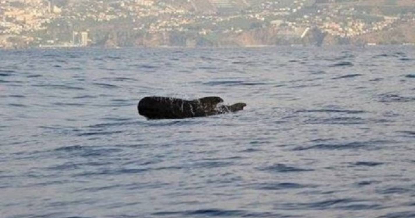 Projeto de 10 milhões envolve ARDITI e 21 parceiros