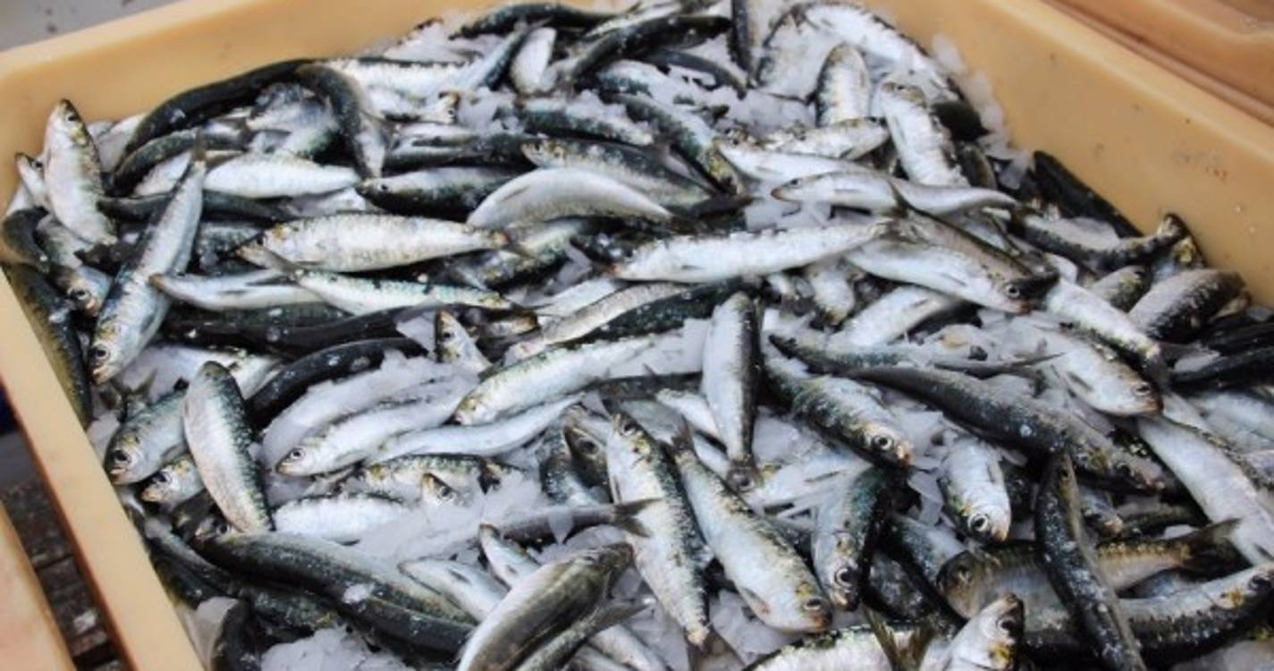 Possibilidades de captura da sardinha para 2021 reavaliadas hoje