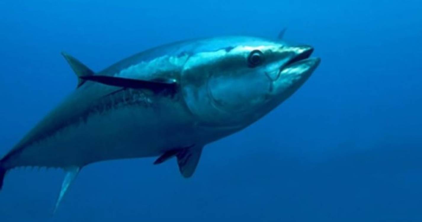 Governo dos Açores determina alterações no desembarque de atum na região