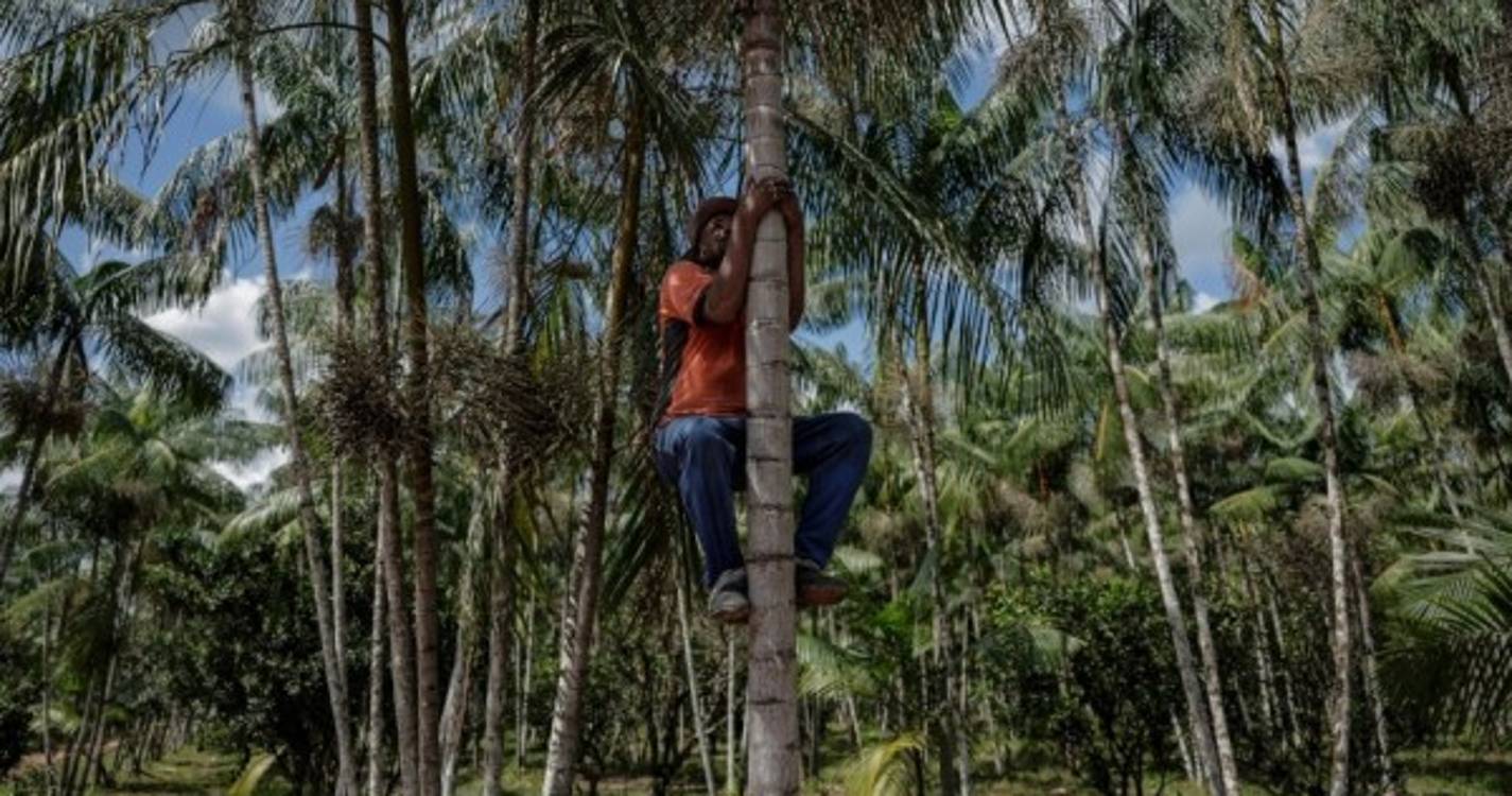 Mais de 200 pessoas resgatadas de trabalho escravo em plantações na Amazónia