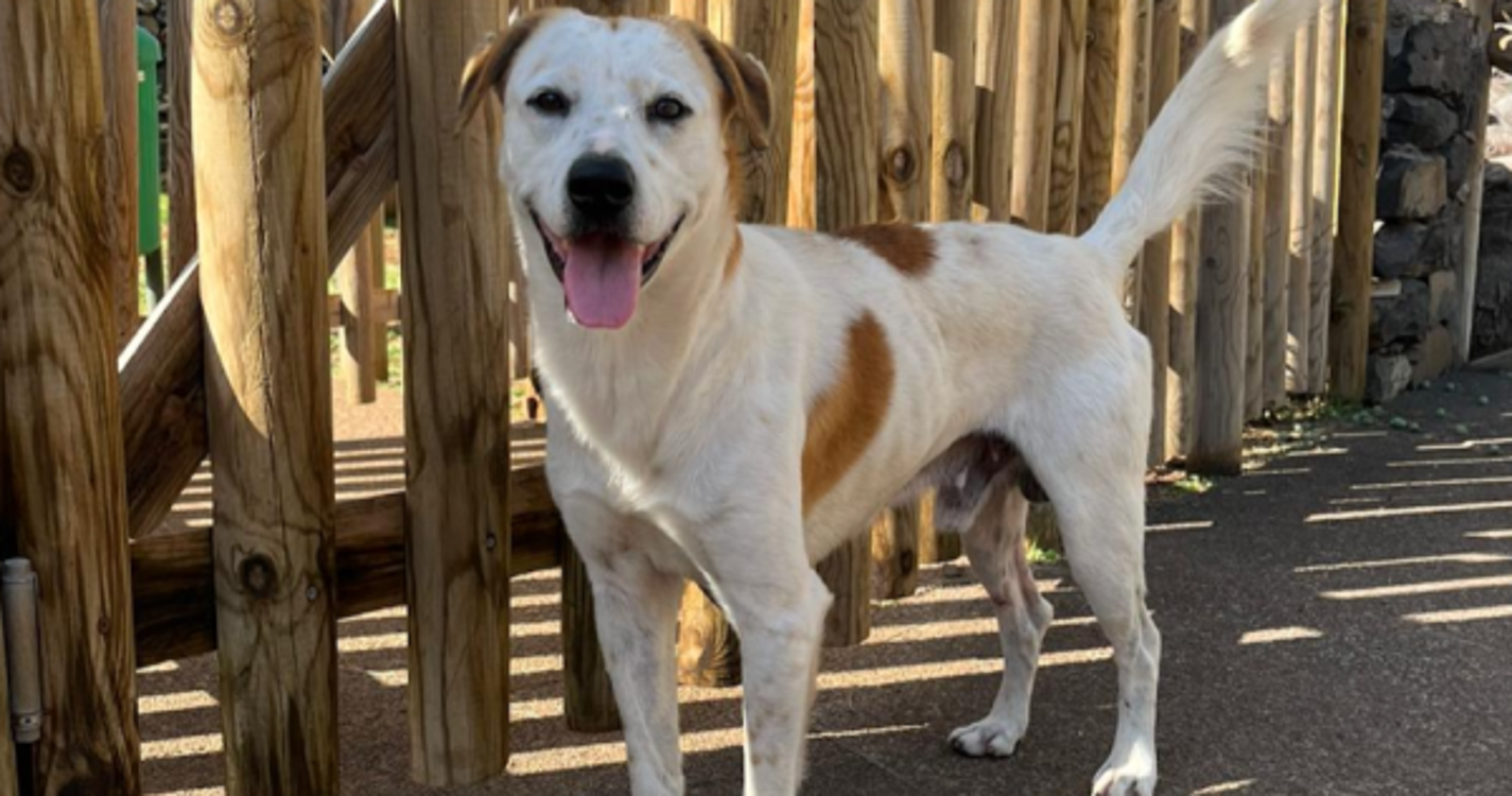 Cão abandonado no Jardim da Ajuda gera alerta