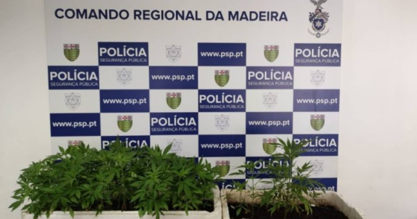 PSP deteve homem de 53 anos por cultivo de estupefacientes na Ribeira Brava